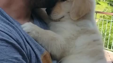 Lovely dog 🐩 Dogs