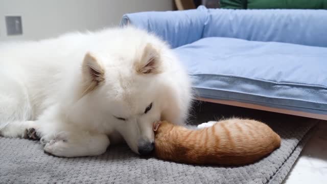 What Will Happen When A Kitten Bites A Large Dog