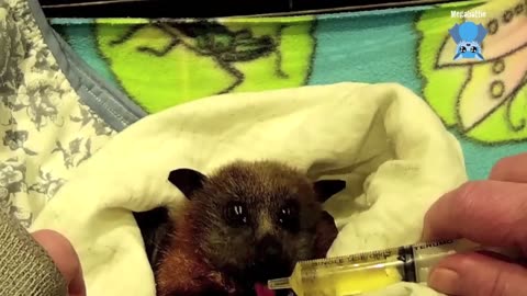 Rescuing a flying-fox trapped in a building site this is Lords