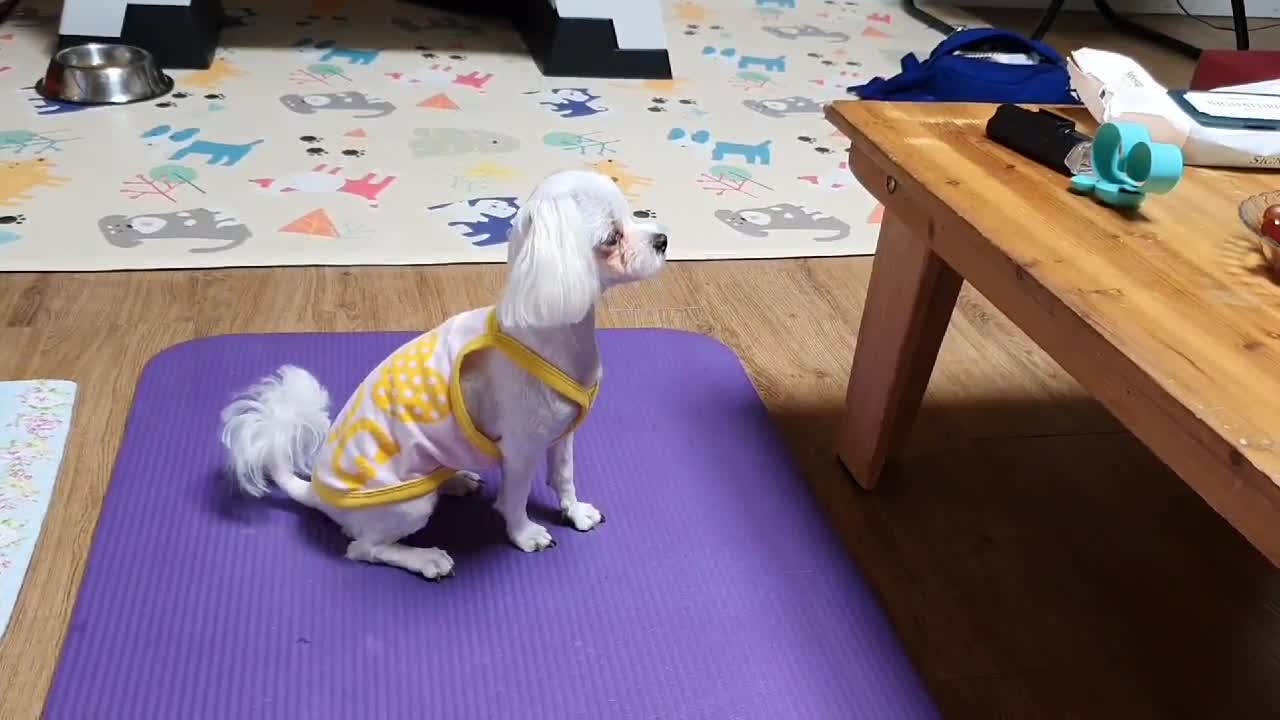 A puppy who is acting cute for food