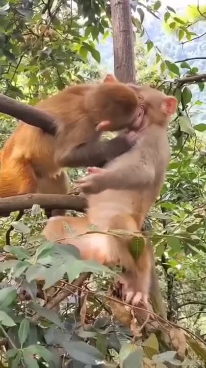 Funny Animal!! Baby Monkey Luna Jealous Brother Kissing And Hugging Mom