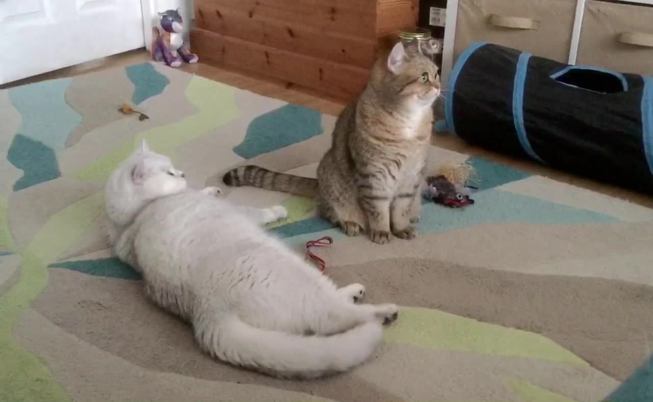 Lockdown Boredom - Bored cat annoys his sister in order to force her to play with him.