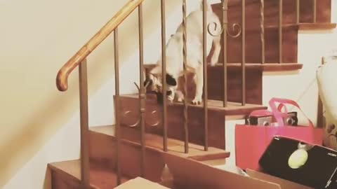 Collab copyright protection - white dog skips three stairs