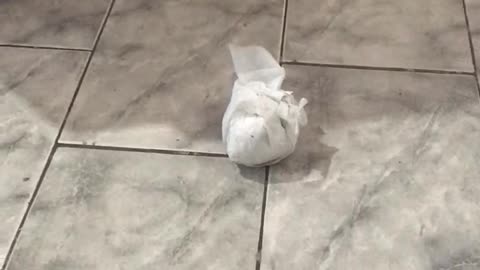 little black cat playing