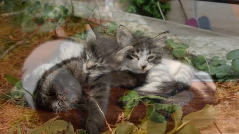 Chillin' Cats
