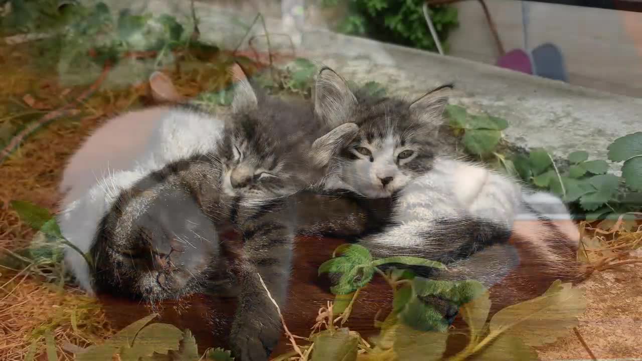 Chillin' Cats