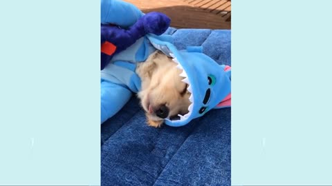 #beautiful puppies
