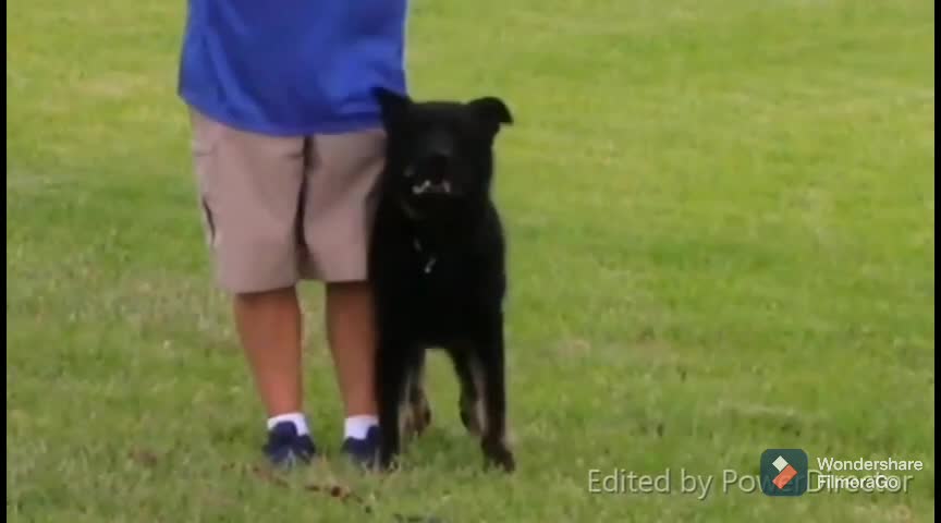 Dog learning and performing traning commands.. Showing all traning