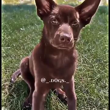 Australian kelpie###Famous funny jumping 🤞🐕