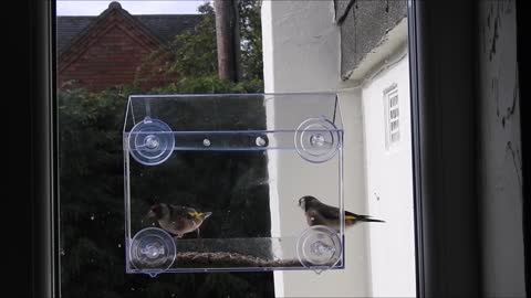 Day 23 of #30DaysWild 2021 - First visitors to a new window bird feeder