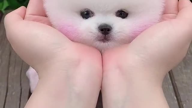 Am I cute? Cute dog