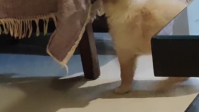 Cute Golden retriever puppy trying to pull the carpet of the table