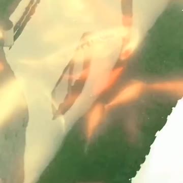 TFH The SKELETOR OF KOI FISH