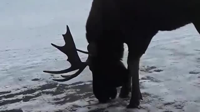 Man Attempts to Feed Moose, Gets Charged At Instead