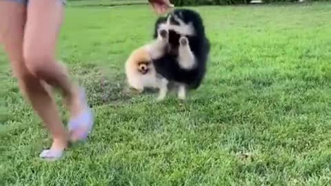 Funny Cute Dog Videos