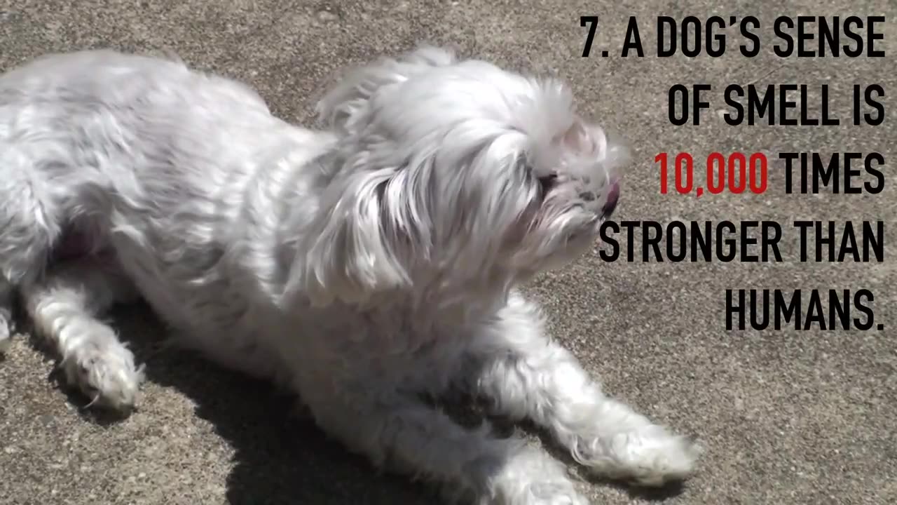 8 Random Facts About Dogs (Re-Upload!)