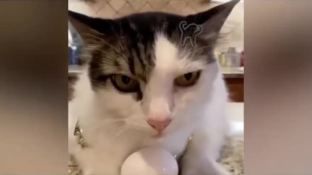 Funny animals tik tok video