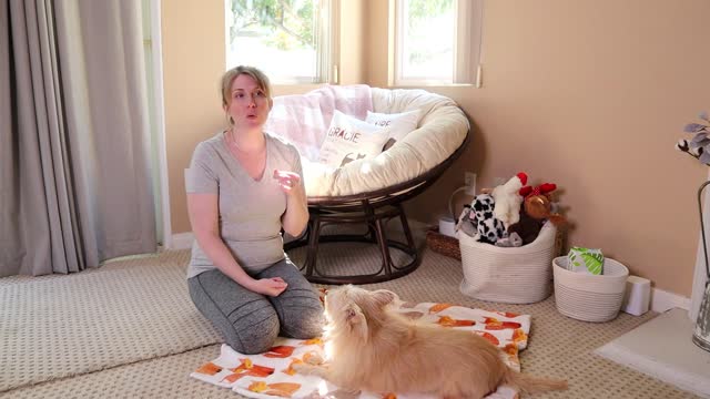 Train A Dog To Sit