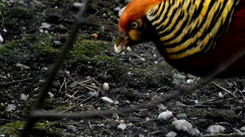 Beautiful golden pheasant