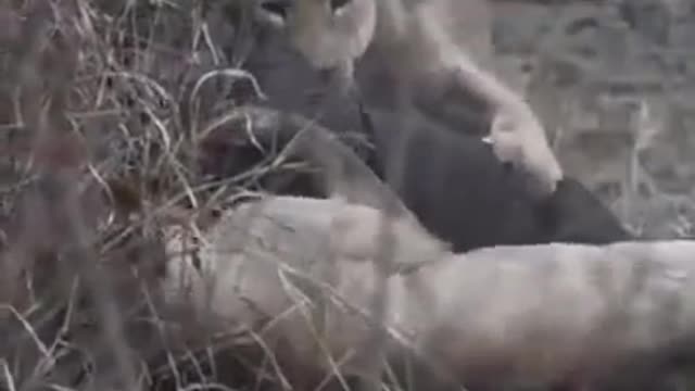 The lion struggle with buffalo very hard..