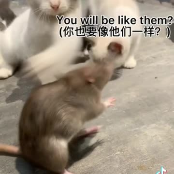 Poor 😖 Rat Slapped Funny Cat Video | Try Not Laugh