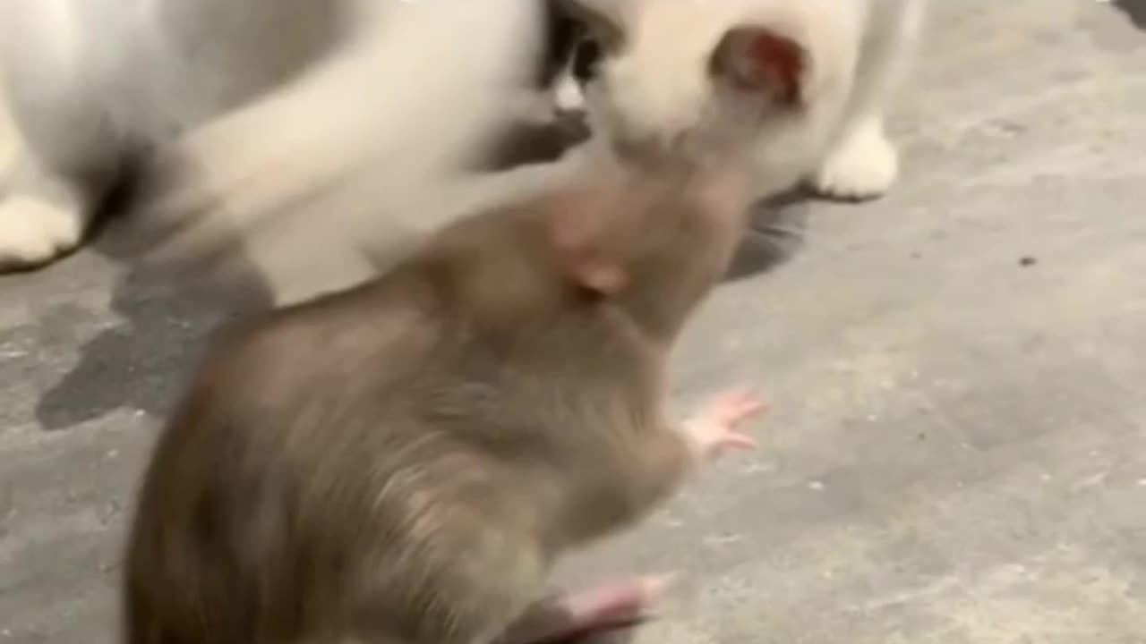 Poor 😖 Rat Slapped Funny Cat Video | Try Not Laugh