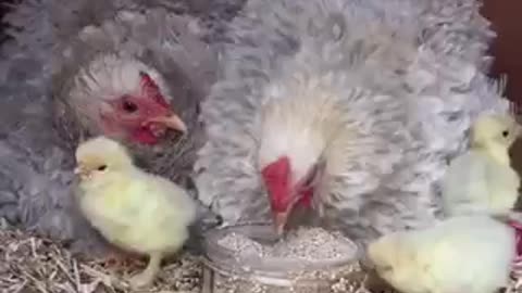 Cute chick 🐣 trending video