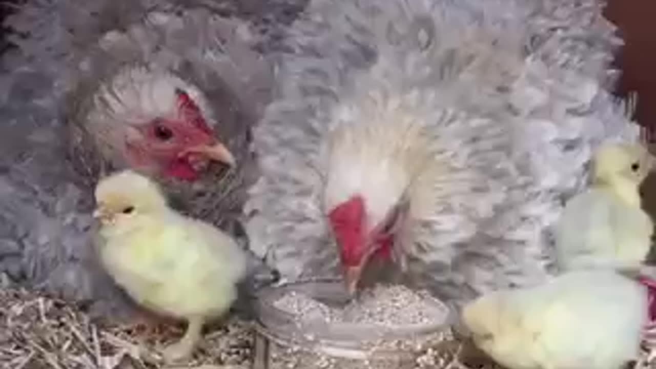 Cute chick 🐣 trending video