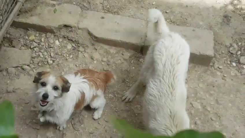 Cute dogs