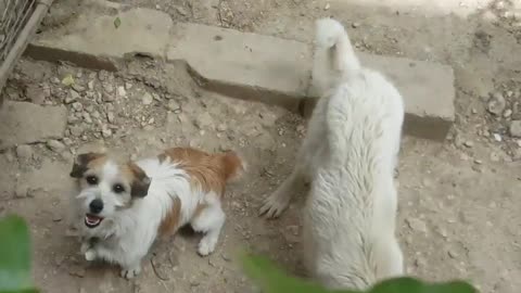 Cute dogs