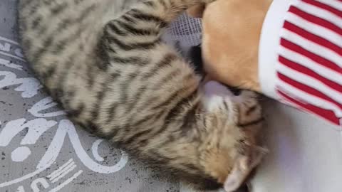 Play with a cat 2