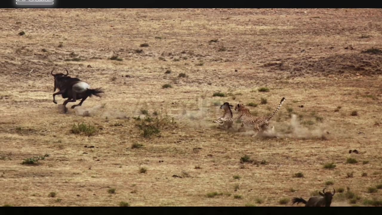 Cheetah chases wildebeast - the hunt