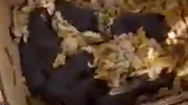 This girl heard whining coming from a pipe and ended up saving an entire family 🧡