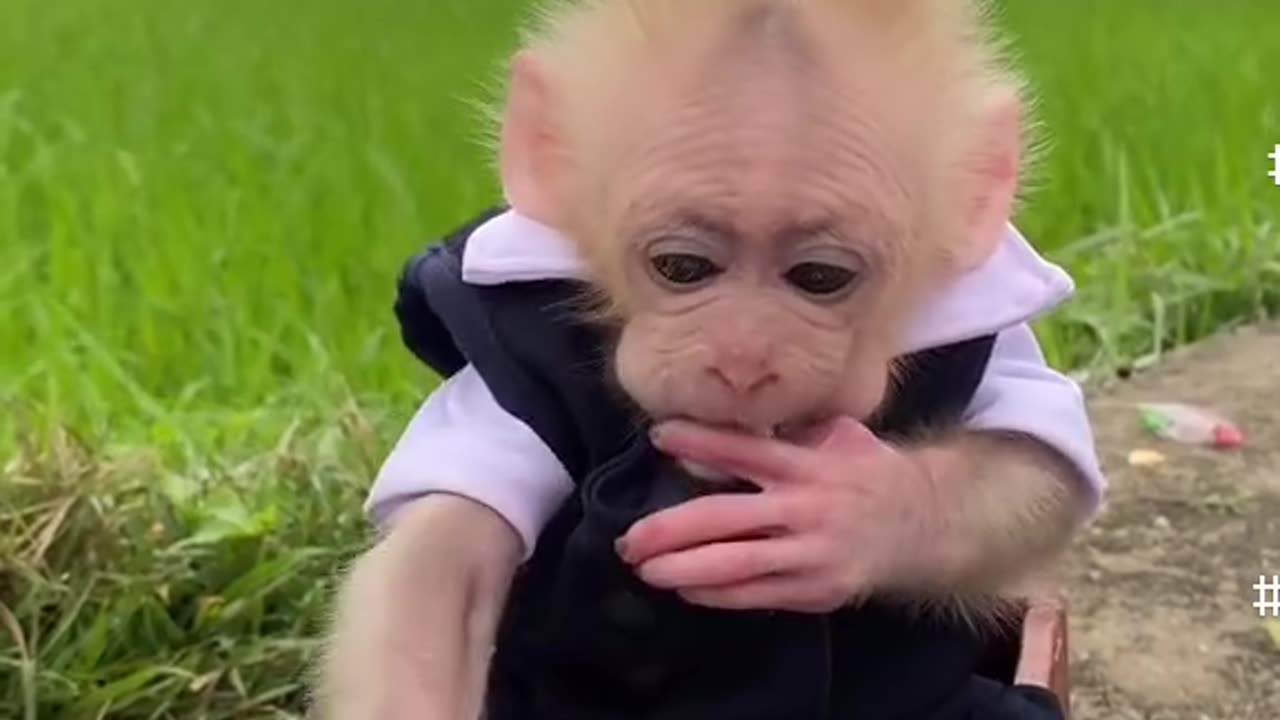 Cute Monkey baby video