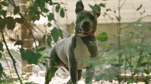 Dog powerful ❤️