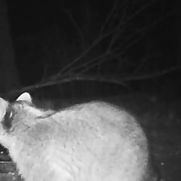 EA S74 - Paranoid Coon