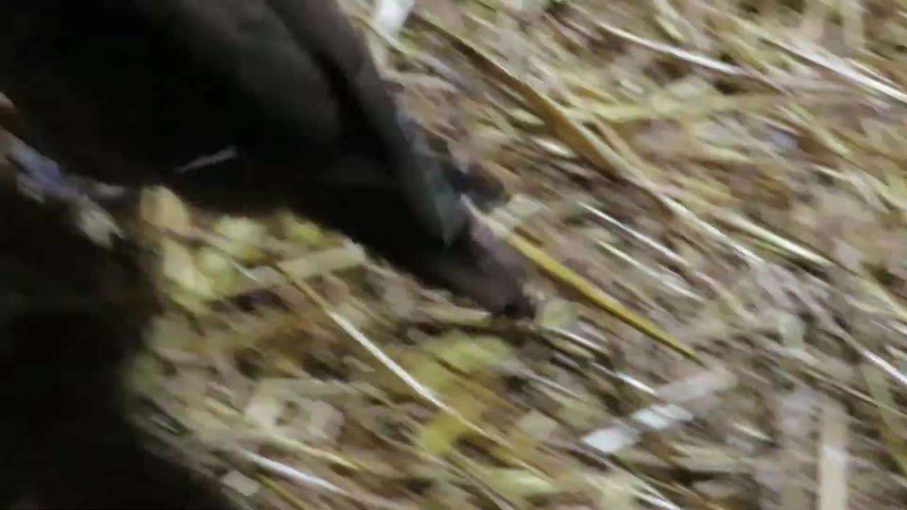 Hatching of an emu chick (2)