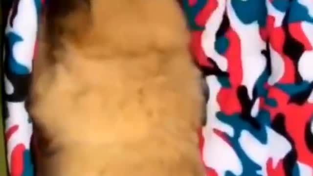 Cute Dog - Funny Animals