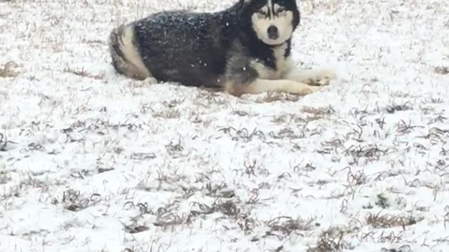 Rare snowfall in Mississippi has husky extremely happy