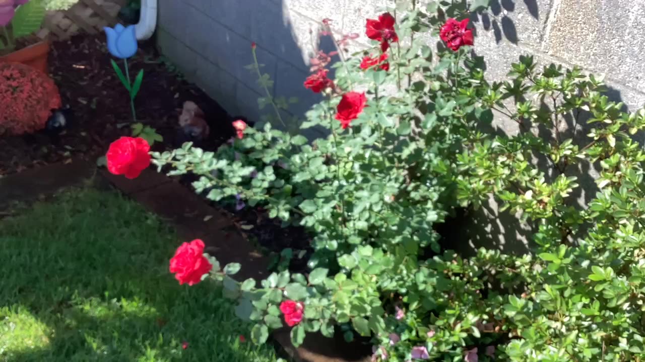 Rose bush