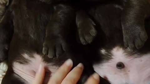 Labrador puppies adorably nap together