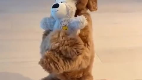 They are so cute dogs. I love them so much