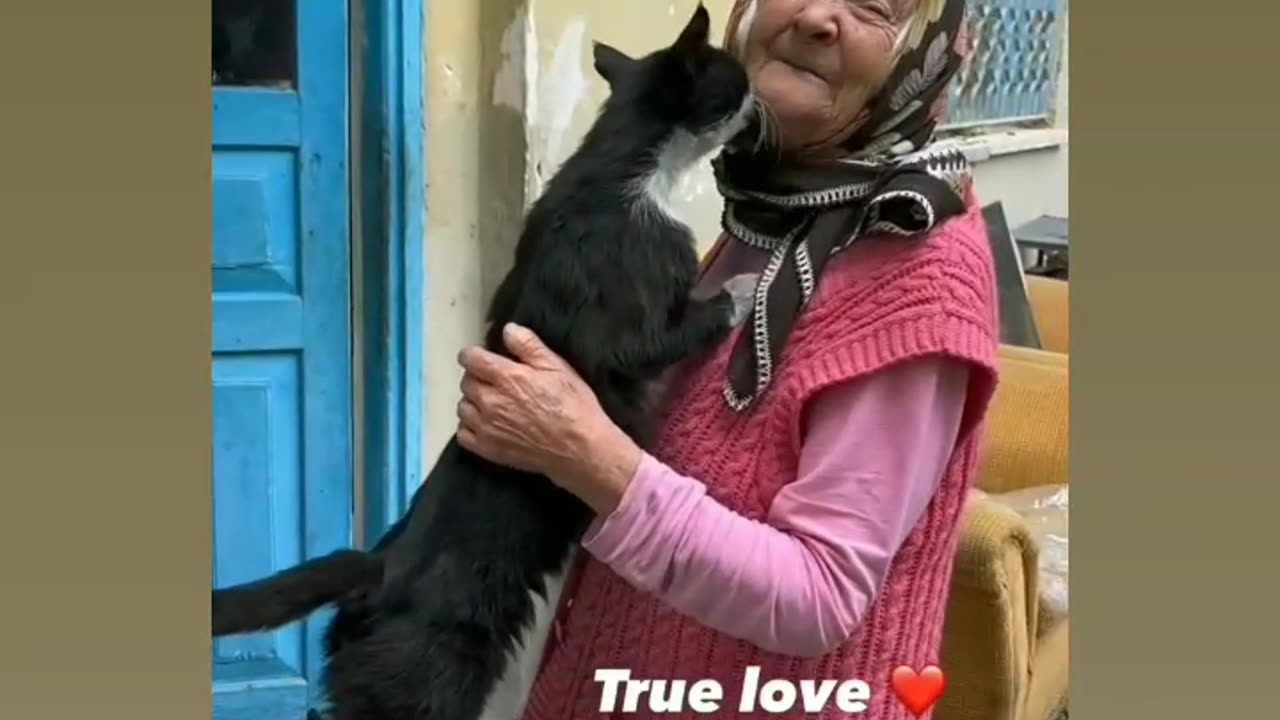 π±cat πππ Funny cat videos _ cute cats _ Try not to laugh _ Cat videos