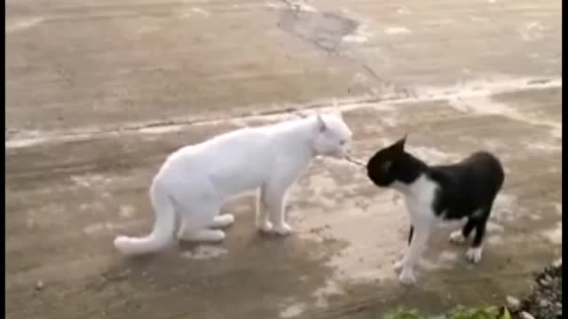 Cat song
