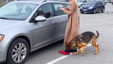 Dog helps girl find puppies under car