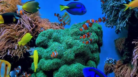 Beautiful fish video