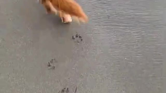 Dog Dances On the Beach