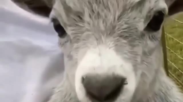 شاهد ماذا فعلت هذه الحيوانات اللطيفة
