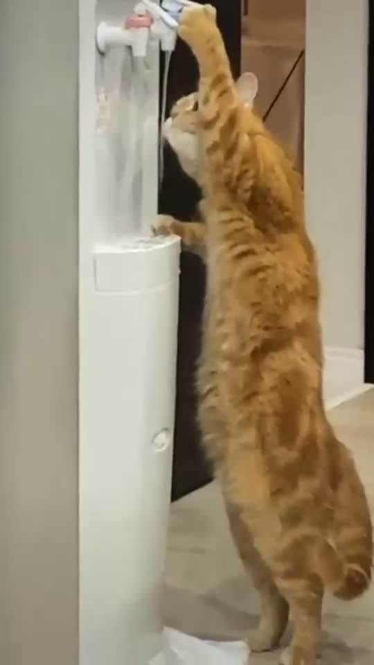 Wow, how smart car is this😍 cat drinking water