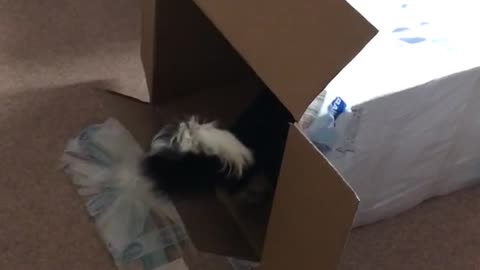Black and white dog walks into white box